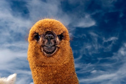 Alpaca