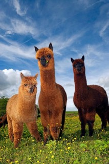 Alpaca