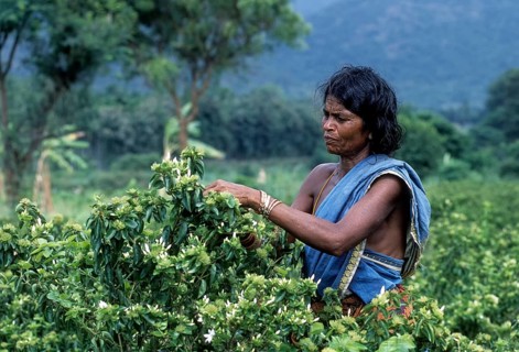 Woman Plucking flower in Anaikatty near Coimbatore