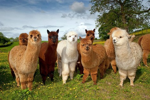Alpaca