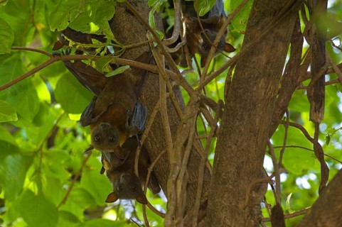 Adult black flying fox