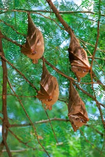 Peters's epauletted fruit bat