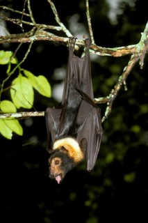 Spectacled flying fox