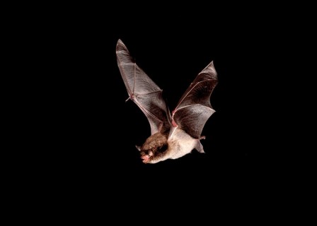 Water bat