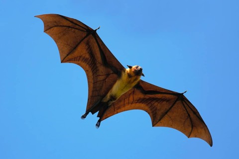 Indian Flying Fox