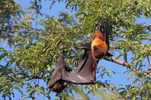 Indian Flying Fox
