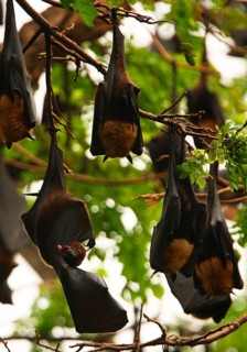 Indian flying fox
