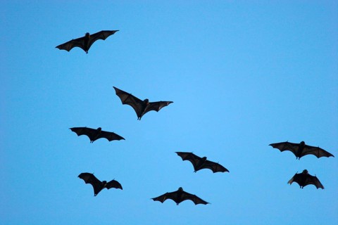 Grey-headed flying fox