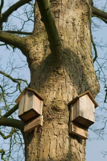 Bat boxes