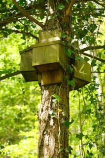 Bat boxes