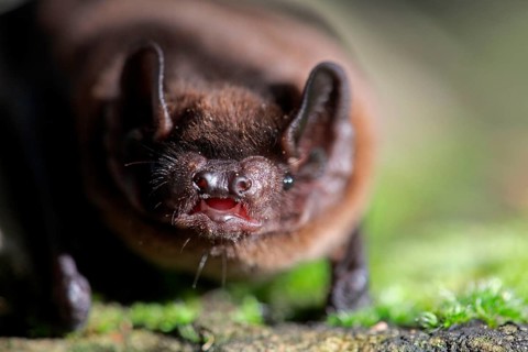 Leisler's Bat