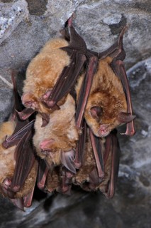 Greater greater horseshoe bat