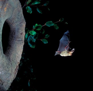 Brown long-eared bats