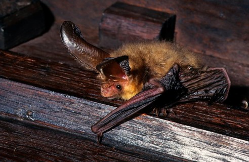 Brown long-eared bats