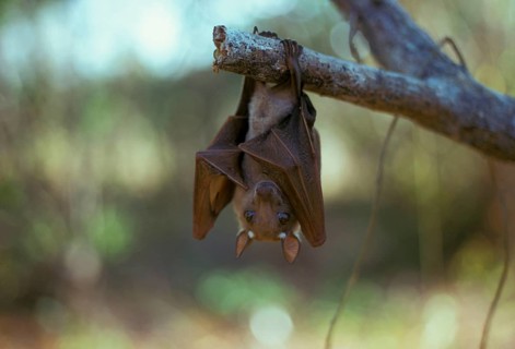 Wahlberg's Fruit Bat