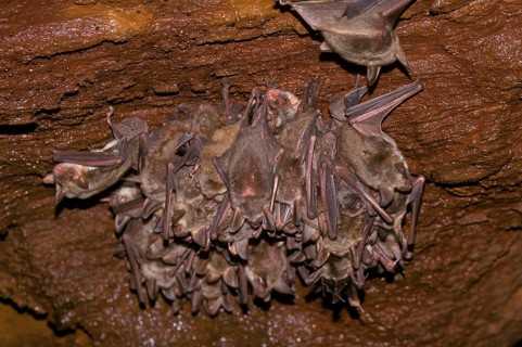 Greater Mouse-eared Bat
