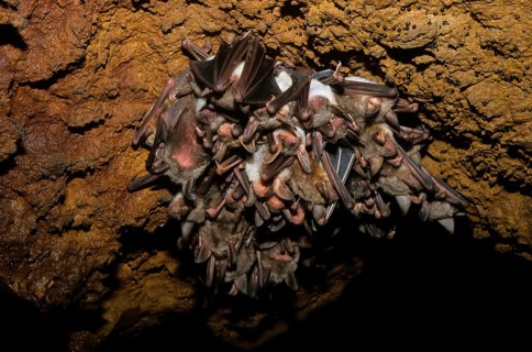 Greater mouse-eared bat