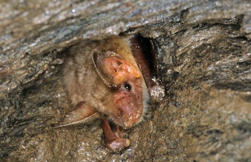 Greater greater mouse-eared bat