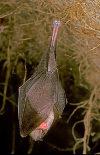 Lesser Horseshoe Bat