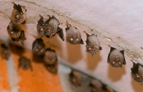Lesser Horseshoe Bat