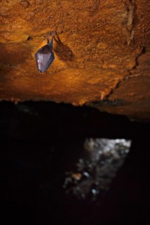 Lesser horseshoe bat