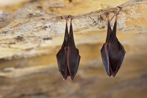 Lesser horseshoe bat