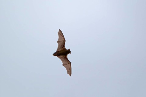 Noctule Bat