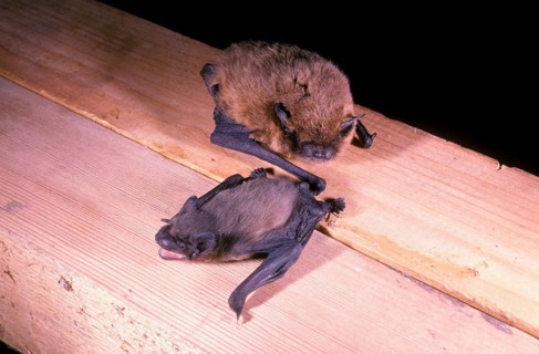 Pipistrelle Bat