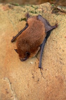 Common Pipistrelle