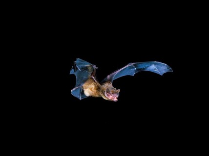 Broad-winged bat