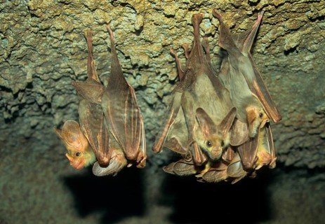 Ghost bat