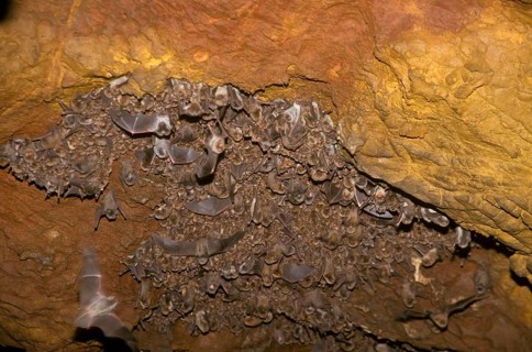 Long-winged bat