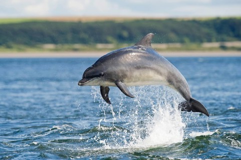 Bottlenose Dolphin