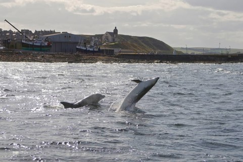 Bottlenose Dolphin