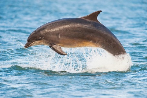 Bottlenose Dolphin