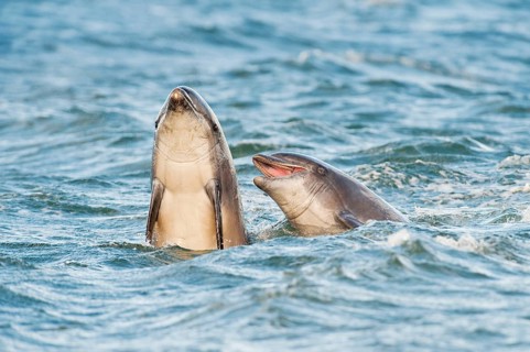 Bottlenose Dolphin