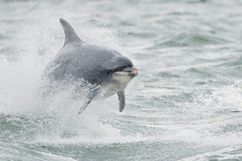 Bottlenose Dolphin