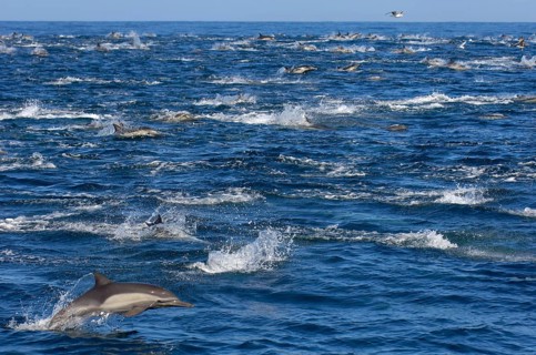 Long-snouted Common Dolphin
