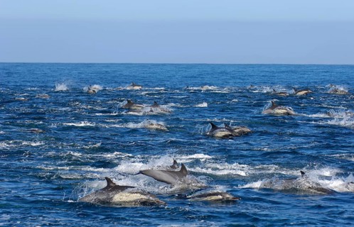 Long-snouted Common Dolphin