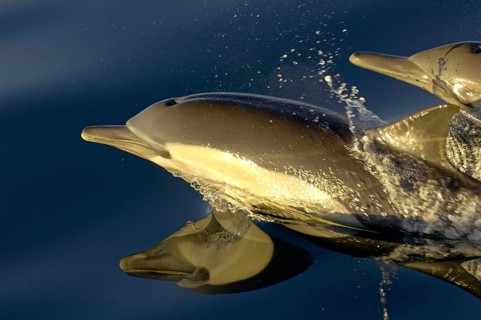 Long-snouted Common Dolphin