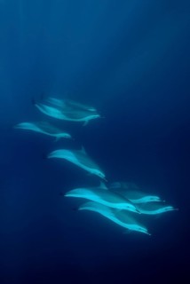 Long-snouted Common Dolphin