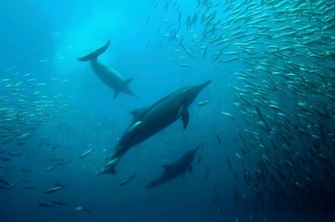 Long-snouted Common Dolphin