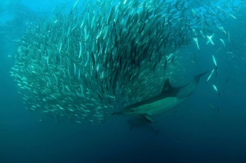 Long-snouted Common Dolphin