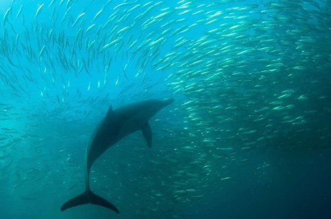 Long-snouted Common Dolphin
