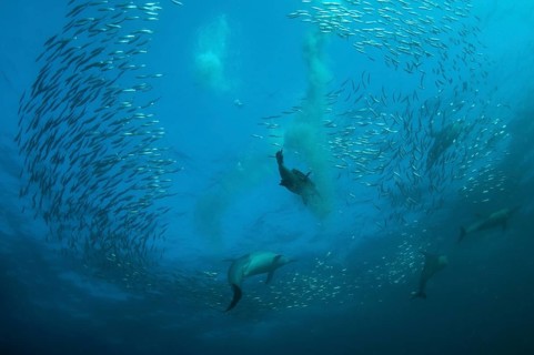 Long-snouted Common Dolphin