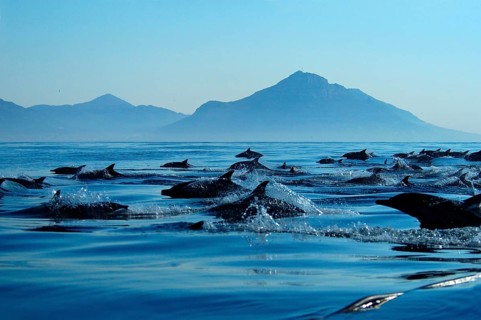 Common dolphin