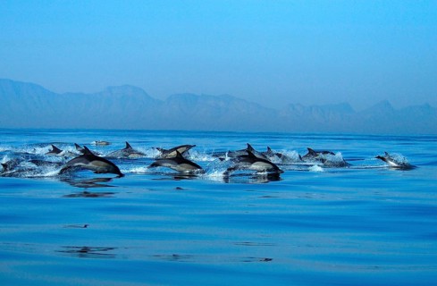 Common dolphin