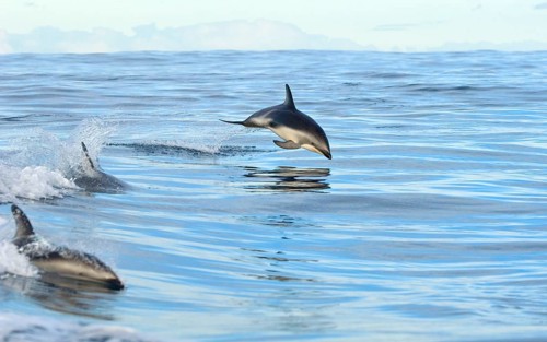 Black dolphin