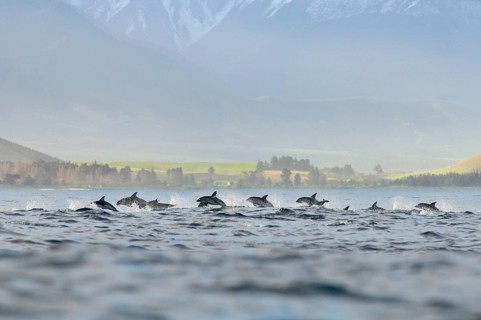 Black dolphin