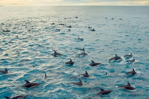 Black dolphin
